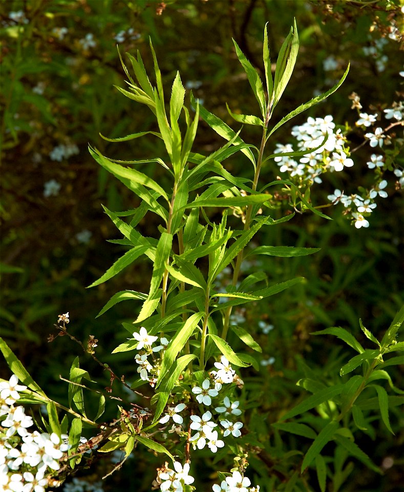 Spiraea thunbergii