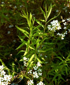 Spiraea thunbergii