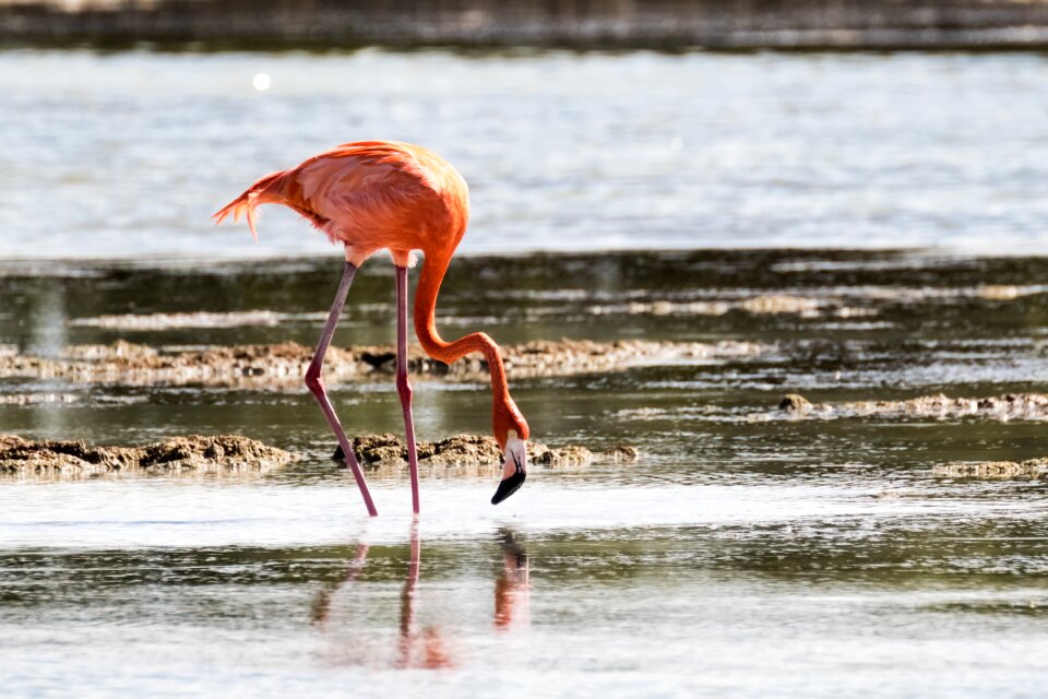 Wildlife nature birding