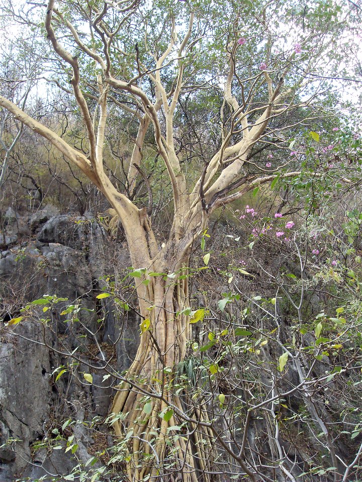 A tree at Cacauamilpa caves, Mexico