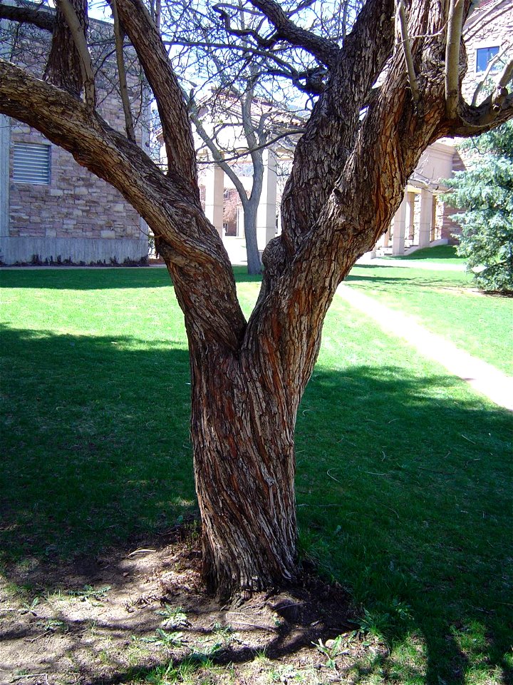 Tree cultivated on the University of Colorado campus, Boulder, Colorado