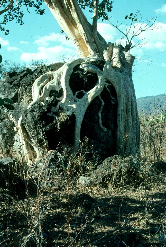 Amate tree growing in near Juxtlahuaca, Guerrero, Mexico.  Photo taken in July, 1989.Not home 21:21, 2 May 2007 (UTC)