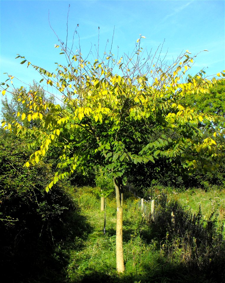 Photo of David Elm afflicted by Dutch elm disease taken at Great Fontley, UK.