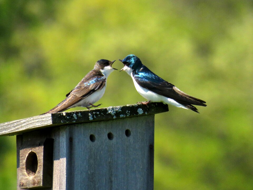 Nature wildlife argue