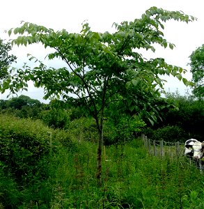 Ulmus davidiana. Photo taken by author, Fontley, England, 2007