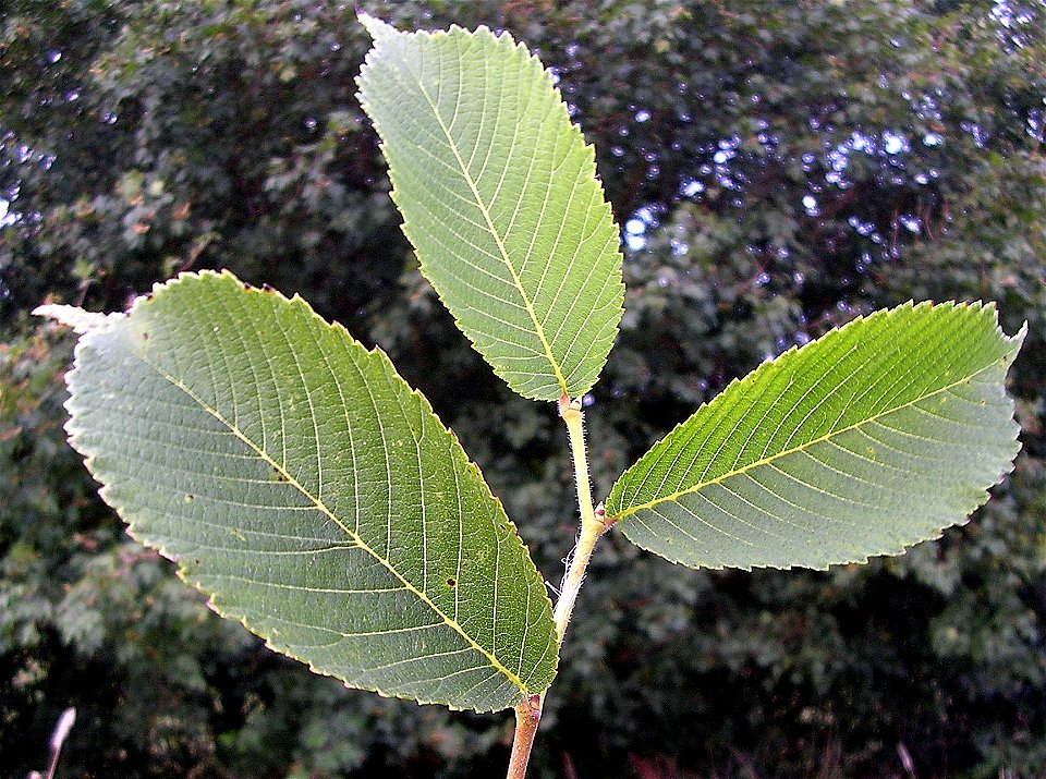 Photo taken by author, July 2006