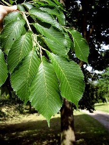 Photo taken by author, July 2006