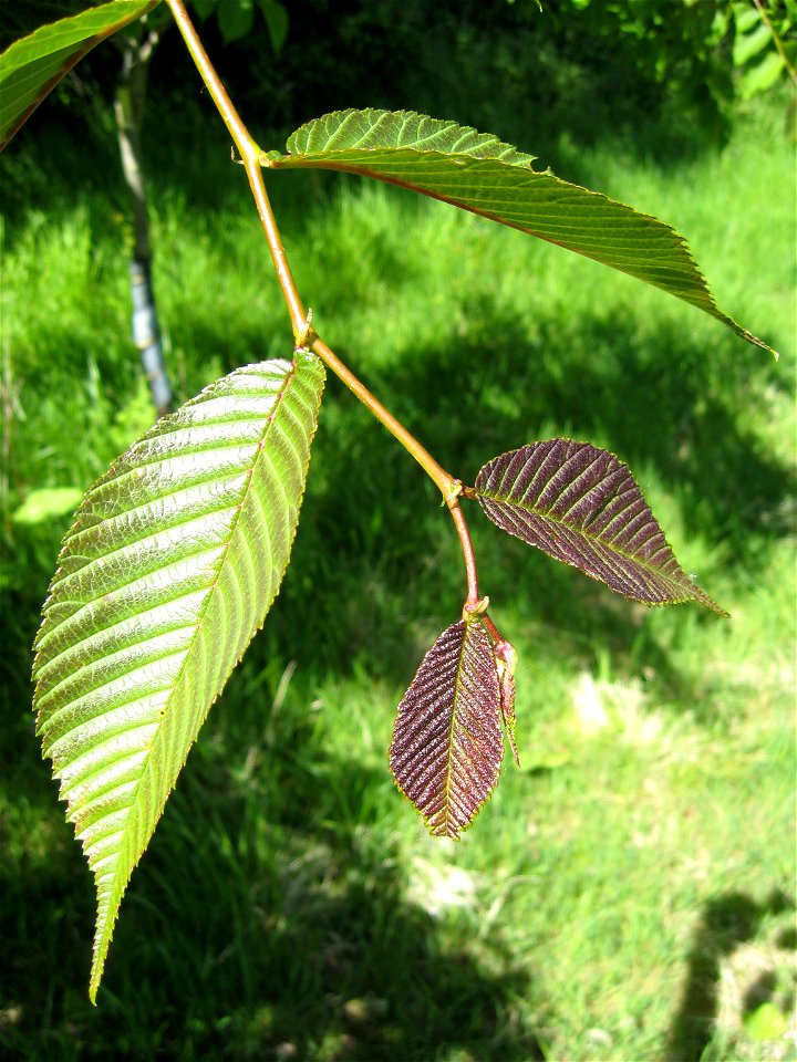 Photo of emergent foliage of Ulmus davidiana.