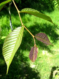 Photo of emergent foliage of Ulmus davidiana.