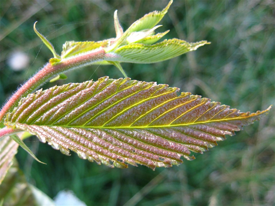 Photo of emergent leaf of Ulmus 'Prospector', Great Fontley, UK