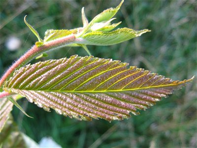 Photo of emergent leaf of Ulmus 'Prospector', Great Fontley, UK photo