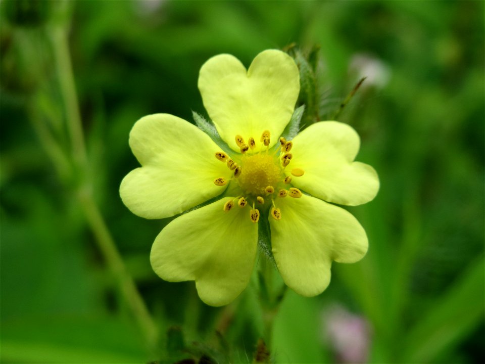 Hohes Fingerkraut (Potentilla recta) im Schwetzinger Hardt