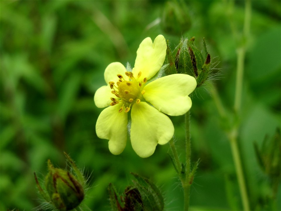 Hohes Fingerkraut (Potentilla recta) im Schwetzinger Hardt