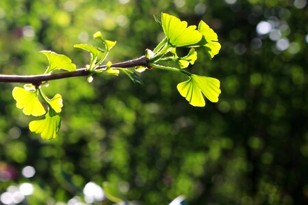 Nature leaf flower