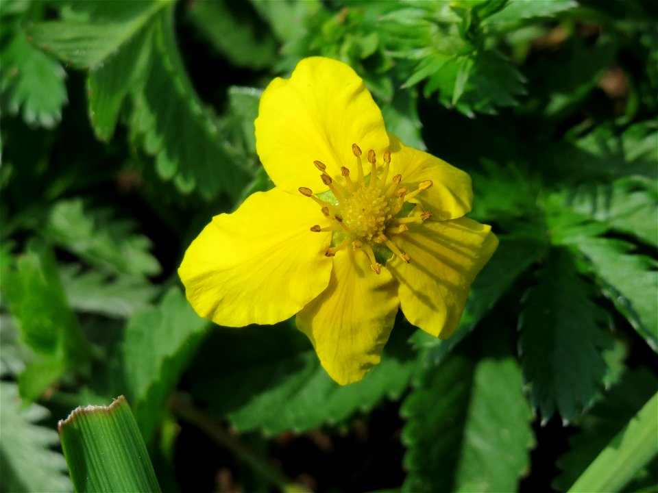 Gänsefingerkraut (Potentilla anserina) in Hockenheim