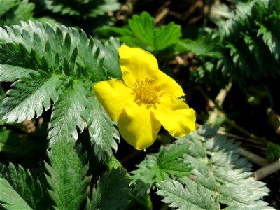 Gänsefingerkraut (Potentilla anserina) in Hockenheim