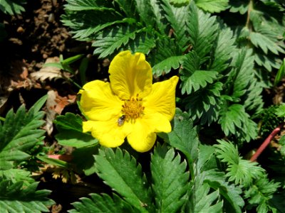 Gänsefingerkraut (Potentilla anserina) in Hockenheim
