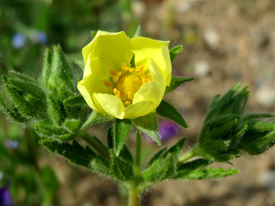 Hohes Fingerkraut (Potentilla recta) auf einem Sandhügel einer Baustelle in Hockenheim