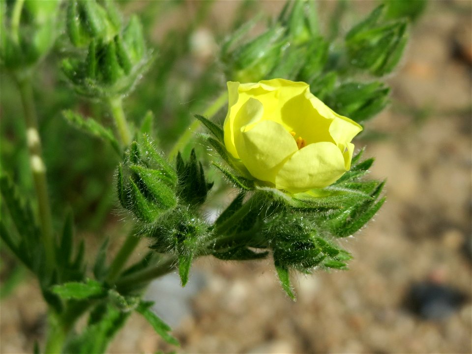 Hohes Fingerkraut (Potentilla recta) auf einem Sandhügel einer Baustelle in Hockenheim