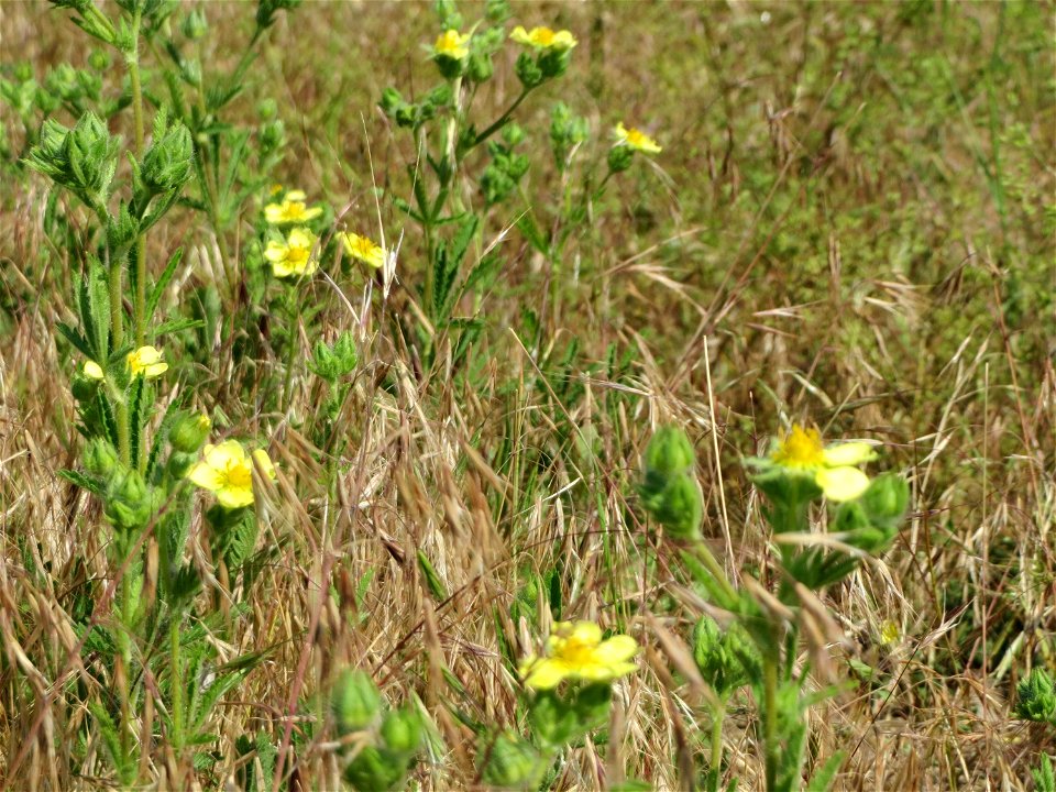 Hohes Fingerkraut (Potentilla recta) bei Neulußheim (Gemarkung Altlußheim)