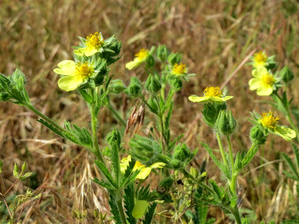 Hihes Fingerkraut (Potentilla recta) bei Neulußheim (Gemarkung Altlußheim)