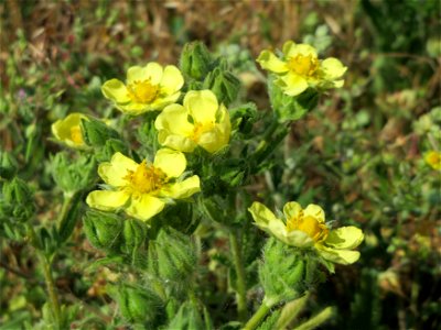 Hihes Fingerkraut (Potentilla recta) bei Neulußheim (Gemarkung Altlußheim)