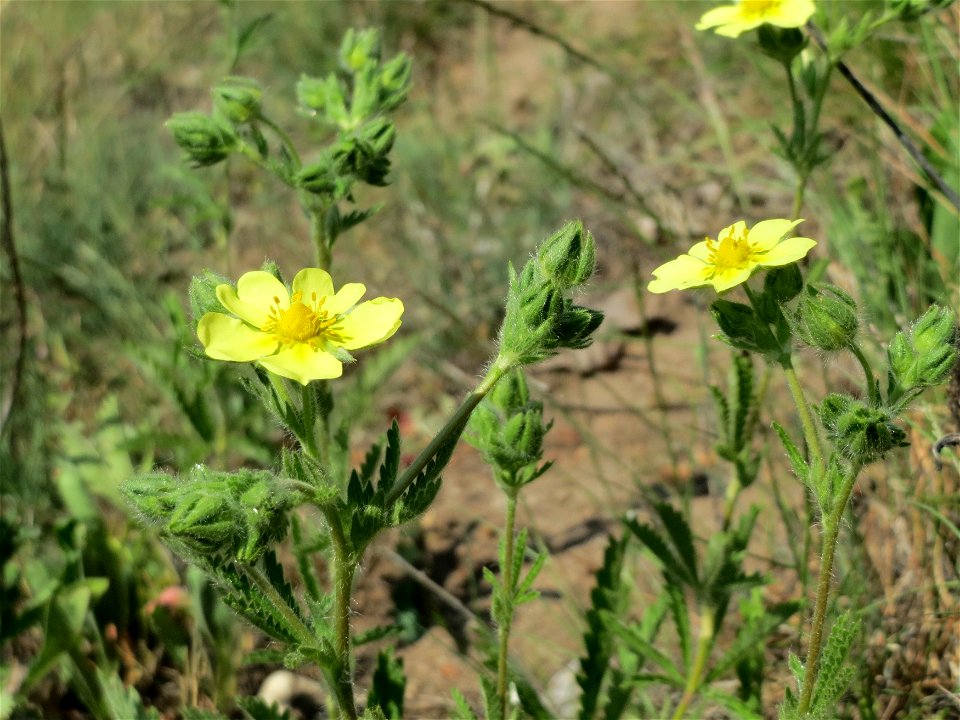 Hihes Fingerkraut (Potentilla recta) bei Neulußheim (Gemarkung Altlußheim)