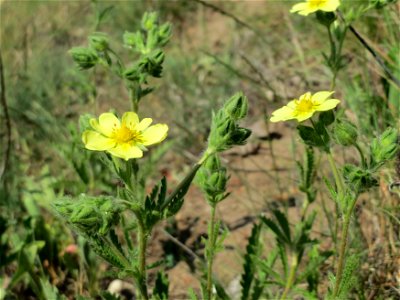 Hihes Fingerkraut (Potentilla recta) bei Neulußheim (Gemarkung Altlußheim)