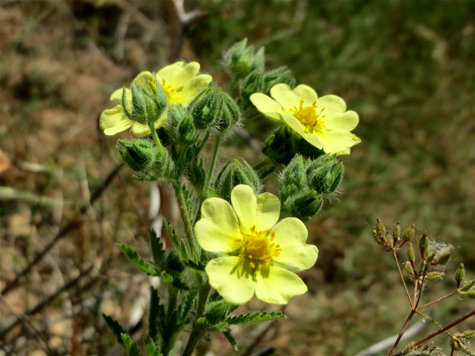 Hihes Fingerkraut (Potentilla recta) bei Neulußheim (Gemarkung Altlußheim)