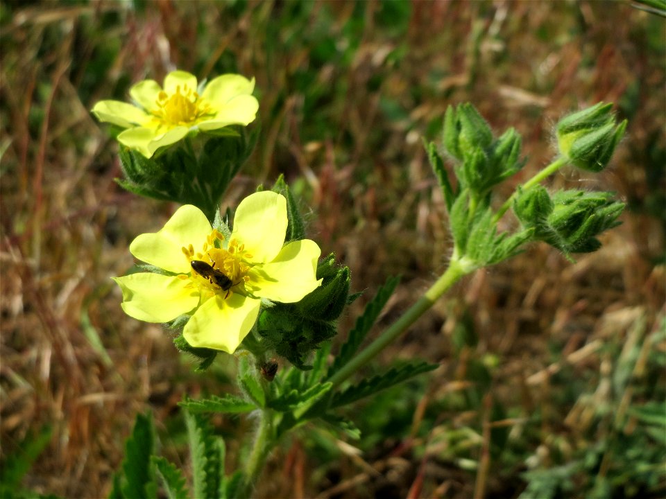 Hihes Fingerkraut (Potentilla recta) bei Neulußheim (Gemarkung Altlußheim)