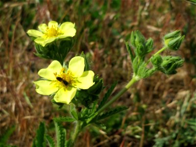 Hihes Fingerkraut (Potentilla recta) bei Neulußheim (Gemarkung Altlußheim)