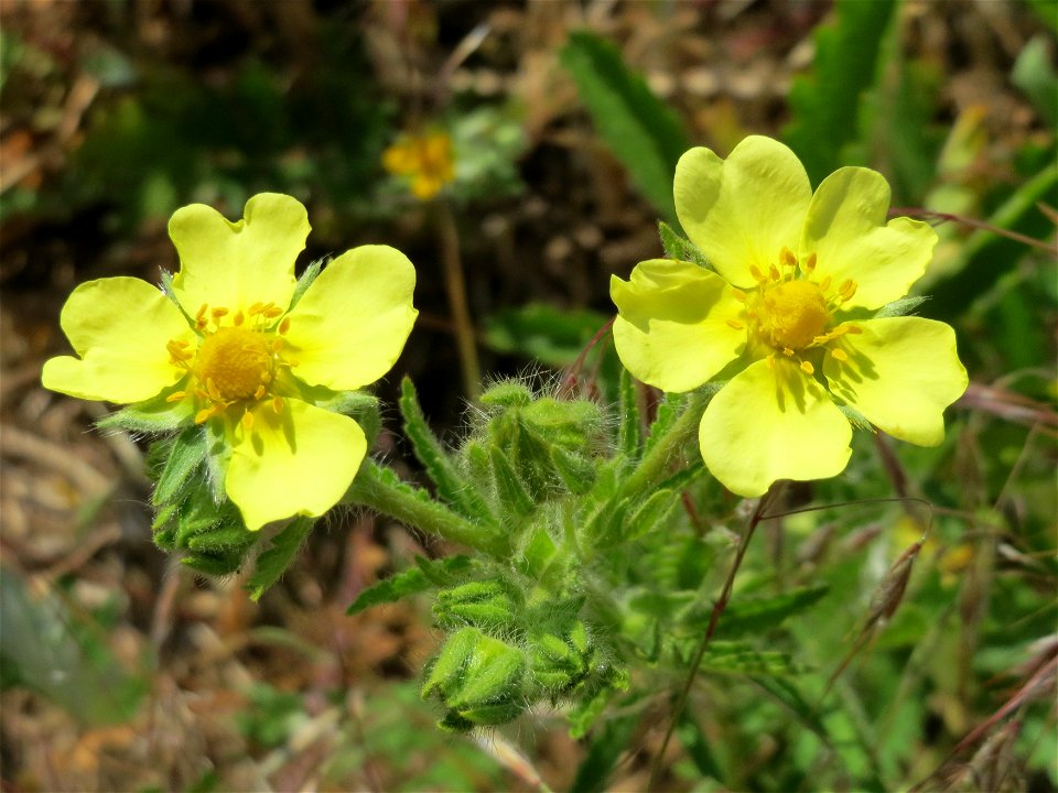 Hihes Fingerkraut (Potentilla recta) bei Neulußheim (Gemarkung Altlußheim)