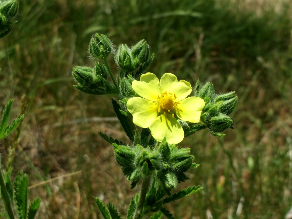 Hihes Fingerkraut (Potentilla recta) bei Neulußheim (Gemarkung Altlußheim)