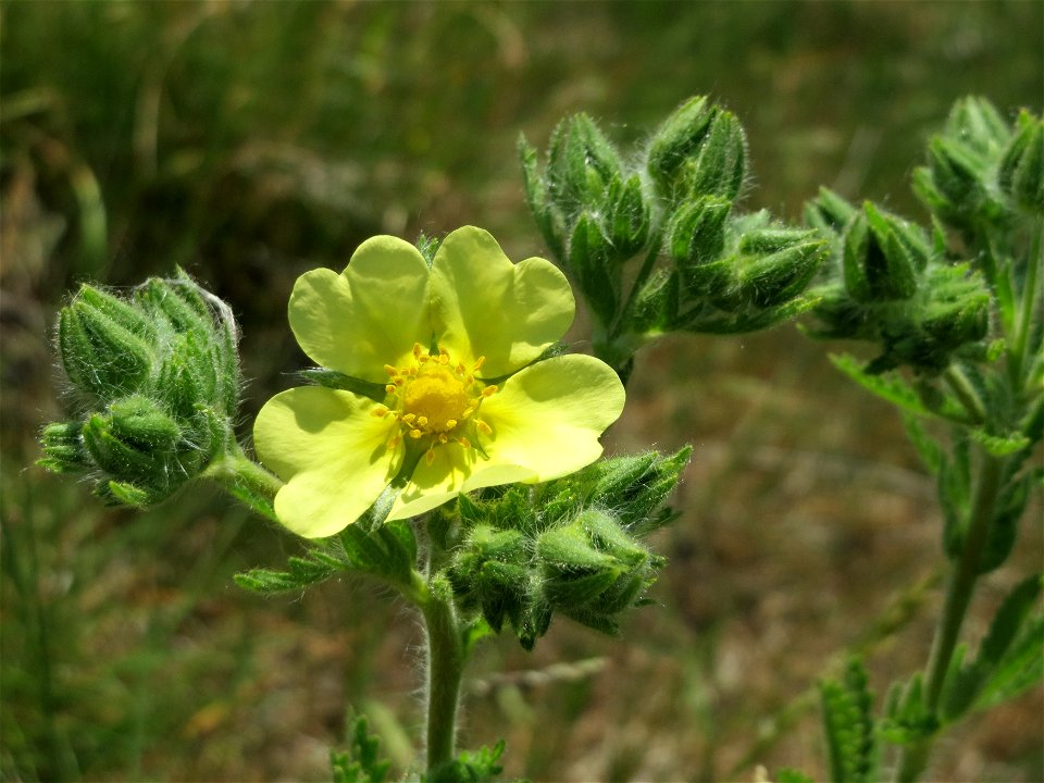 Hihes Fingerkraut (Potentilla recta) bei Neulußheim (Gemarkung Altlußheim)