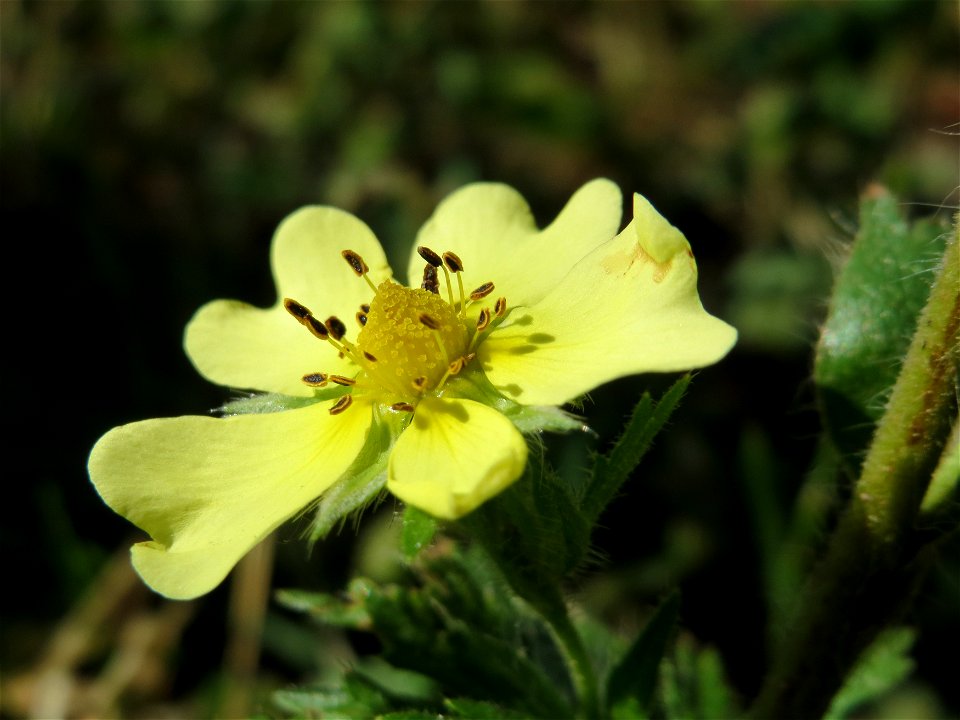 Hohes Fingerkraut (Potentilla recta) in Hockenheim