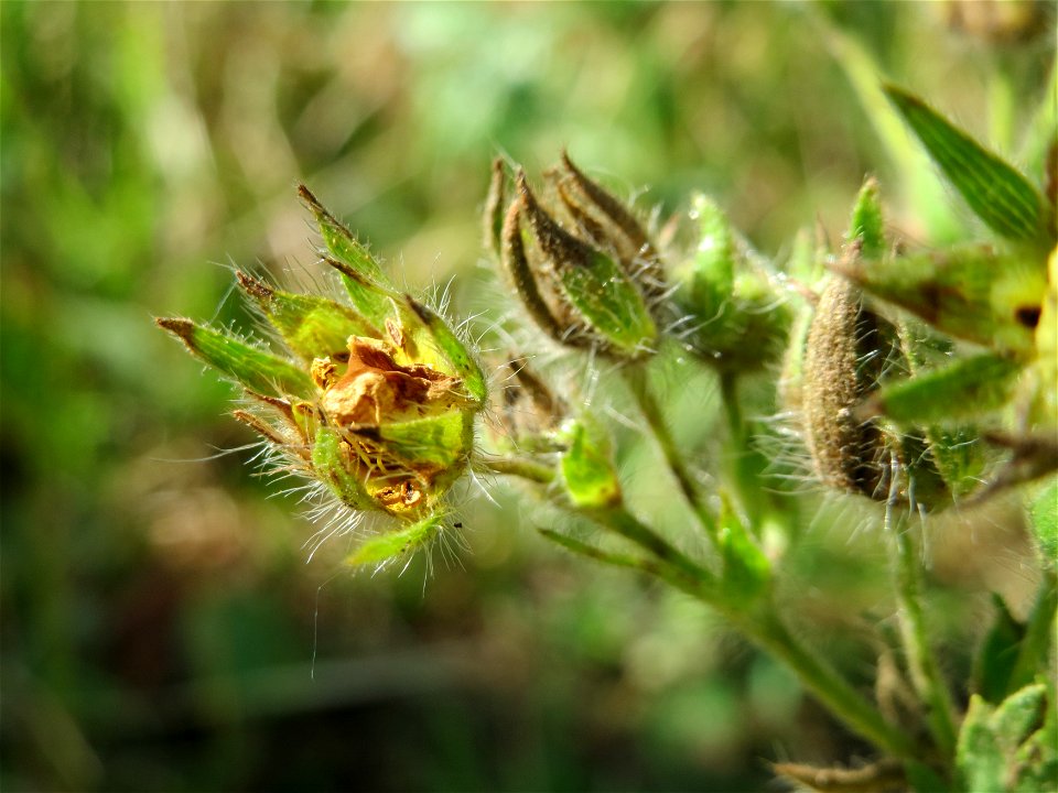 Hohes Fingerkraut (Potentilla recta) in Hockenheim