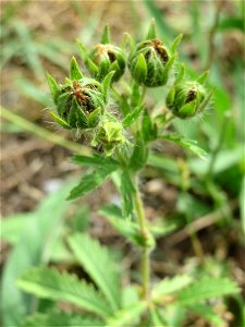 Hohes Fingerkraut (Potentilla recta) im Naturschutzgebiet Gewann Frankreich-Wiesental