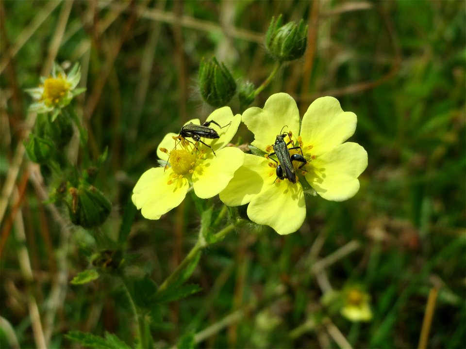 Hohes Fingerkraut (Potentilla recta) im Naturschutzgebiet Gewann Frankreich-Wiesental
