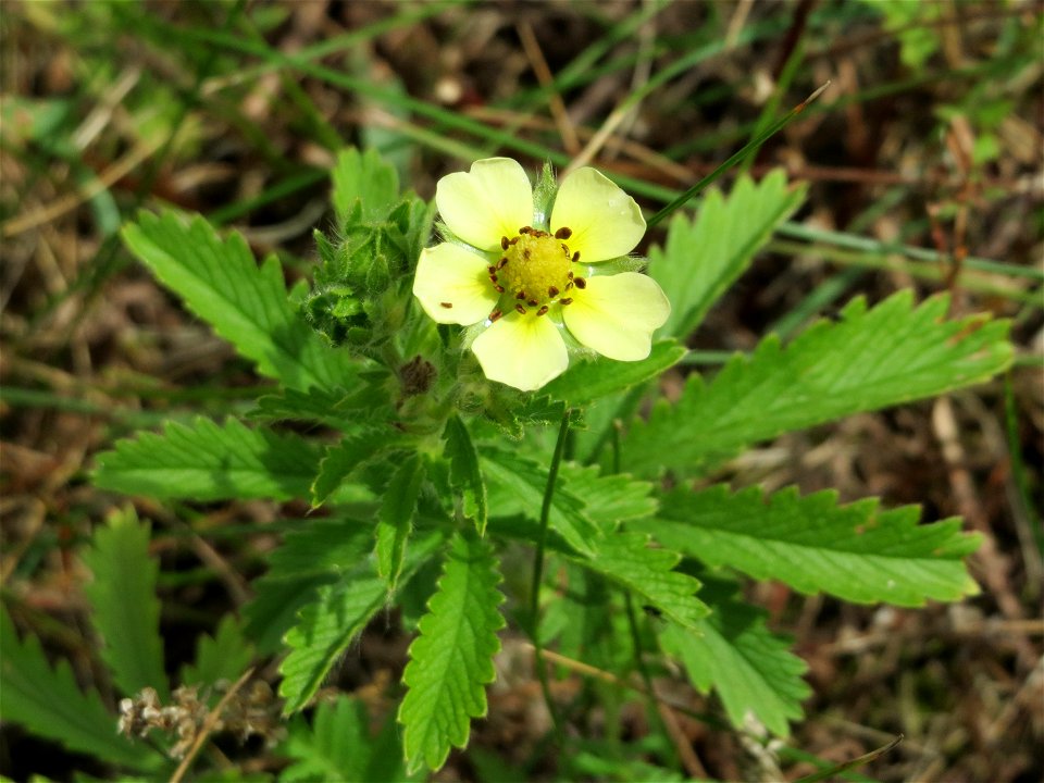 Hohes Fingerkraut (Potentilla recta) im Naturschutzgebiet Gewann Frankreich-Wiesental