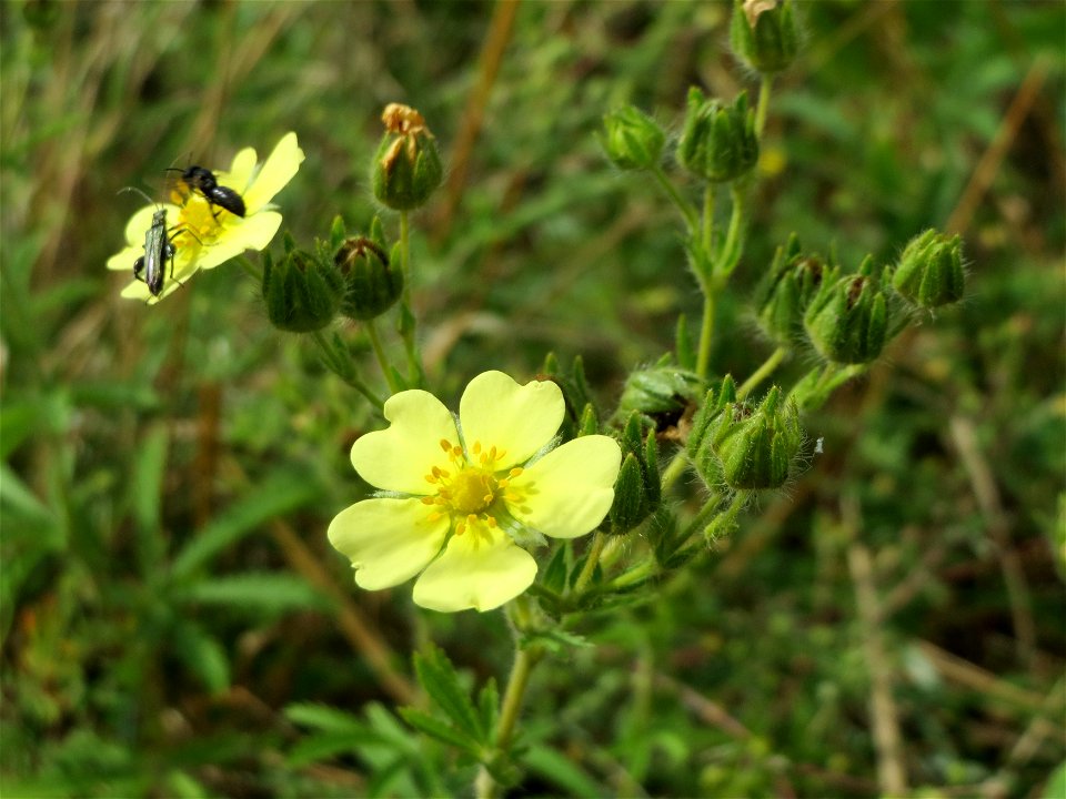 Hohes Fingerkraut (Potentilla recta) im Naturschutzgebiet Gewann Frankreich-Wiesental