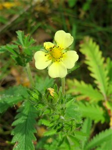 Hohes Fingerkraut (Potentilla recta) im Naturschutzgebiet Gewann Frankreich-Wiesental