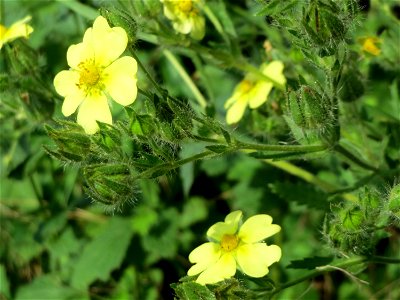 Hohes Fingerkraut (Potentilla recta) bei Reilingen