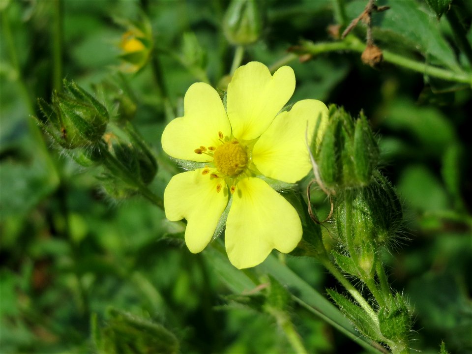 Hohes Fingerkraut (Potentilla recta) bei Reilingen