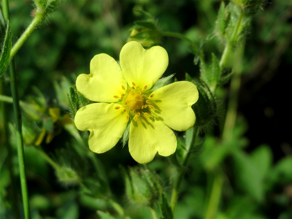 Hohes Fingerkraut (Potentilla recta) bei Reilingen