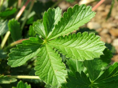 Hohes Fingerkraut (Potentilla recta) auf einem Sandhügel einer Baustelle in Hockenheim