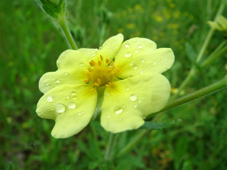Hohes Fingerkraut (Potentilla recta) im Schwetzinger Hardt