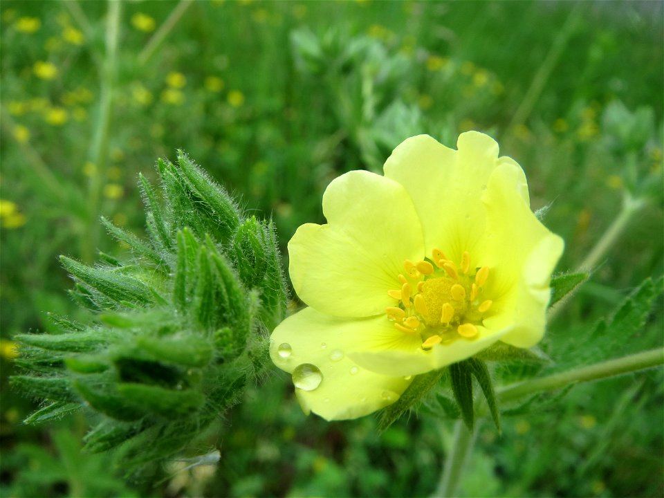 Hohes Fingerkraut (Potentilla recta) im Schwetzinger Hardt