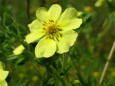 Hohes Fingerkraut (Potentilla recta) im Landesgartenschaupark Hockenheim