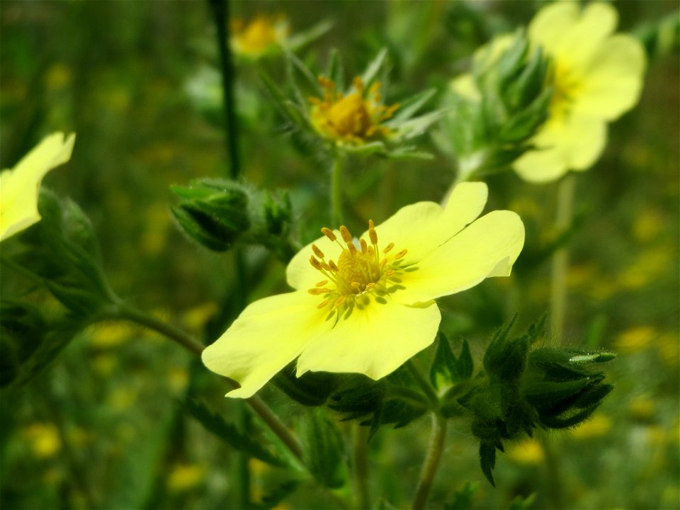 Hohes Fingerkraut (Potentilla recta) im Landesgartenschaupark Hockenheim