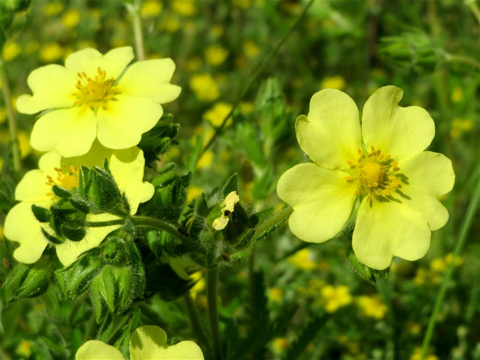Hohes Fingerkraut (Potentilla recta) im Landesgartenschaupark Hockenheim